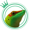 🦎Йеменски хамелеон-отглеждане